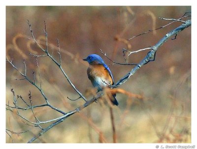 Bluebird.6357.jpg