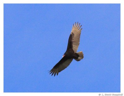 Vulture.6371.jpg
