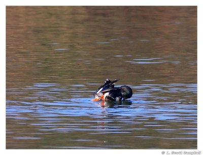 NShoveler.6401.jpg