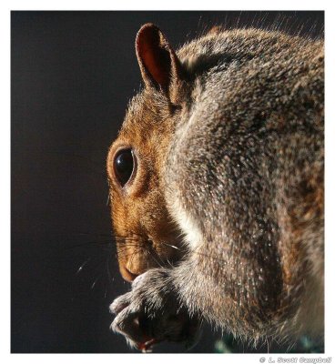 SquirrelCloseup.7148.jpg