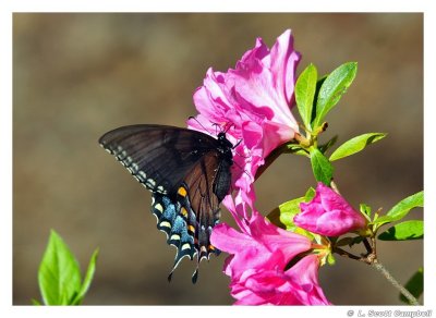 SpicebushSwallowtail.7209.jpg