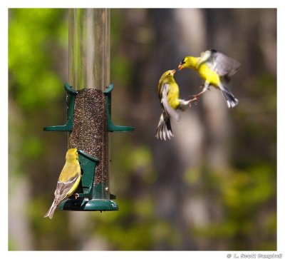 GoldFinches.7224.jpg