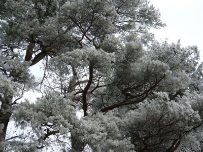 frosty tree.jpg