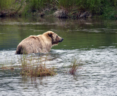 Young Bear Wading Through the Water.jpg