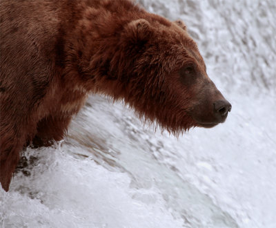 Bear Profile at the Falls.jpg