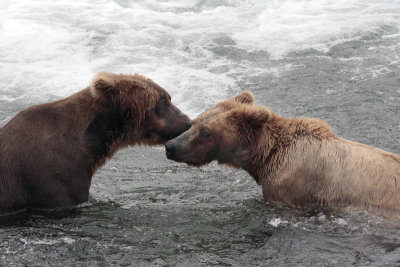 Two Bears Nuzzle to Nuzzle.jpg