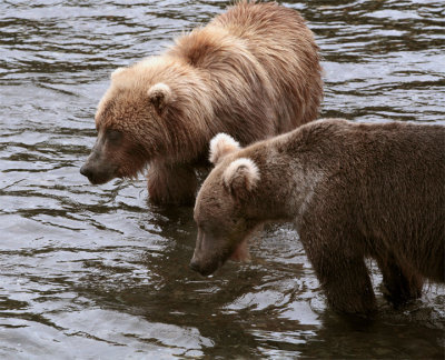 Two Bears in the Water.jpg