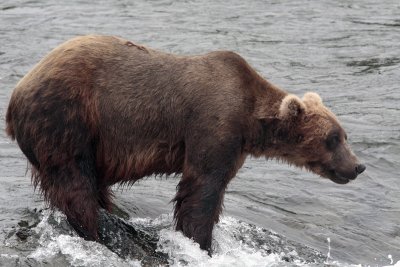 Bear at the edge.jpg