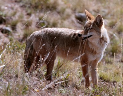 Coyote in Lamar Valley in the Weeds.jpg