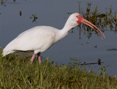 Blue eyed ibis.jpg