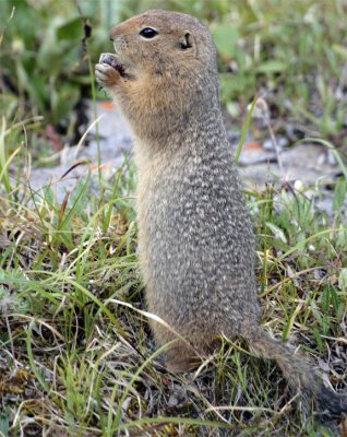 Arctic Ground Squirrel Eating.jpg