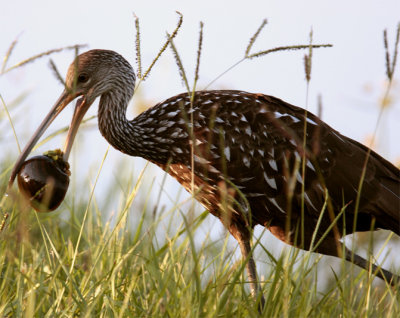 Limpkin with Snail.jpg