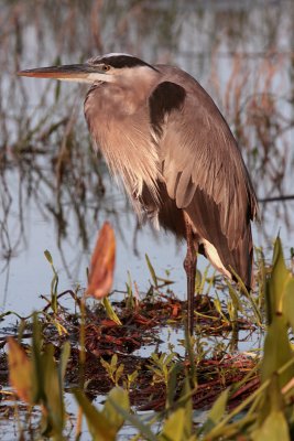 GBH in the lake at morning.jpg