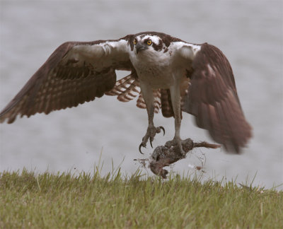 Osprey Lifting Off with Fish.jpg