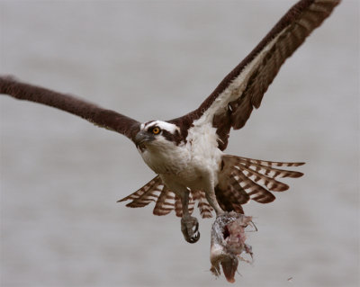 Osprey Flying with Fish.jpg