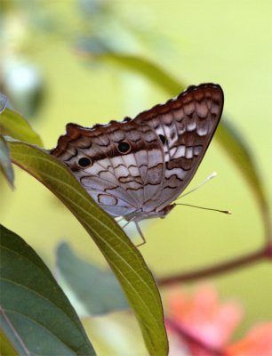 Butterfly on Leaf.jpg