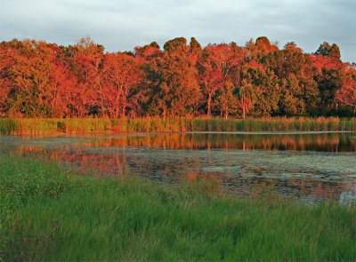 Saddle Creek Pond with Firey Trees.jpg