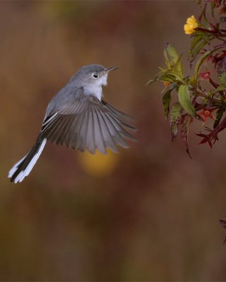 Gray Gnatcatcher 2.jpg