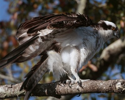 Osprey on overhead branch.jpg