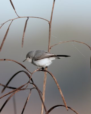 Grey Gnatcatcher in the reeds.jpg