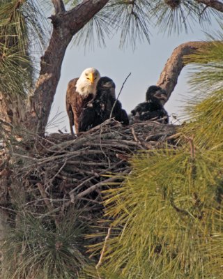 Bald Eagle with Two Fledglings.jpg