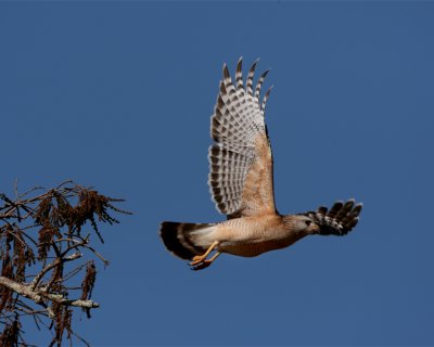 Red Shoulder Hawk Taking Off.jpg