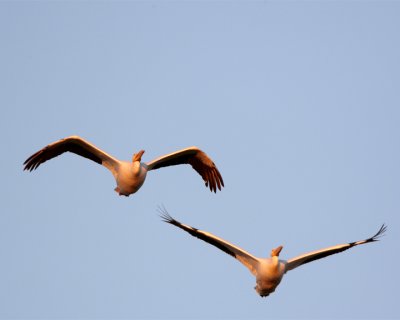 Circle B Two Pelicans Flying at Dawn.jpg