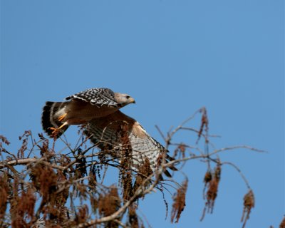Red shoulder hawk launching from tree.jpg