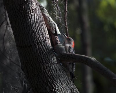 Circle B Red Bellied Woodpecker on a tree.jpg