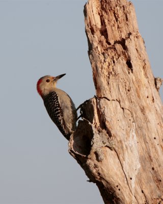 Circle B Red Bellied Woodpecker at Dawn.jpg