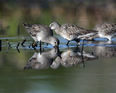 Dowitchers Reflection.jpg