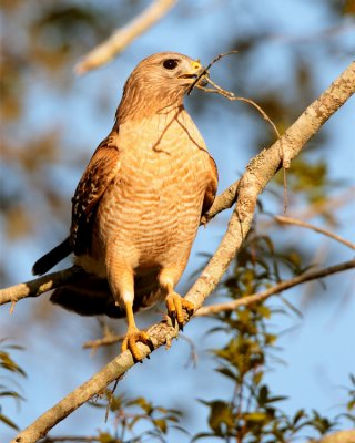 Red Shoulder Hawk Nest Building 2.jpg