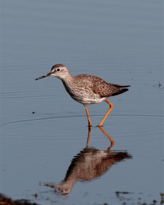 Circle B Lesser Yellow Legs on Wading Bird Way.jpg