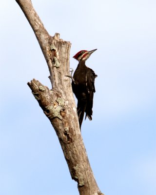 Pileated Woodpecker Looking Back 2.jpg