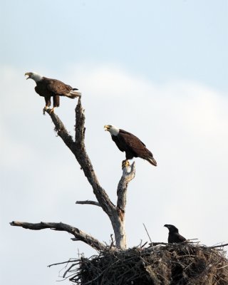 Eagle Family Near Shady Oak.jpg
