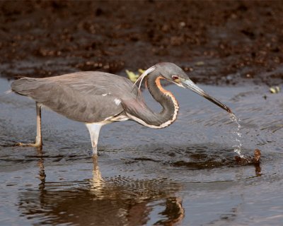 Tricolor Heron on Heron Hideout Snatching Food 2.jpg