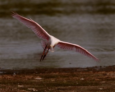 Roseate Spoonbill in Flight at Wading Bird Way.jpg