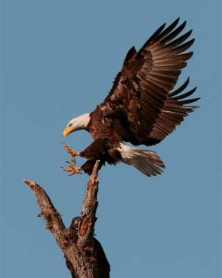 Bald Eagle Landing in Tree Behind Discovery Center.jpg