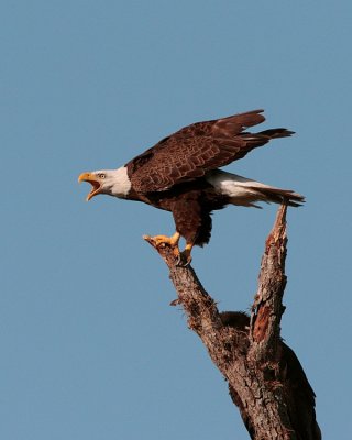 Eagle Calling Behind Discovery Center.jpg