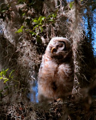 Juvenile Barred Owl.jpg