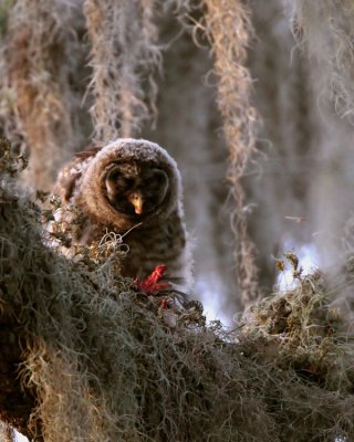 Juvenile Barred Owl Feeding Facing Camera.jpg