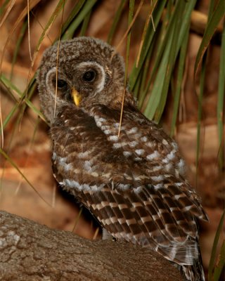 Juvenile Barred Owl Hiding in the Palm Leaves.jpg