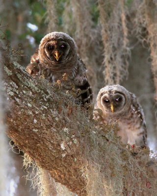 Two Owls Living on Just One Branch.jpg
