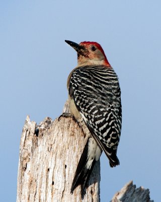 Red Bellied Woodpecker.jpg