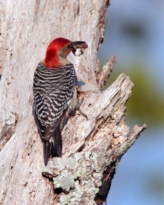 Red Bellied Woodpecker with Breakfast.jpg