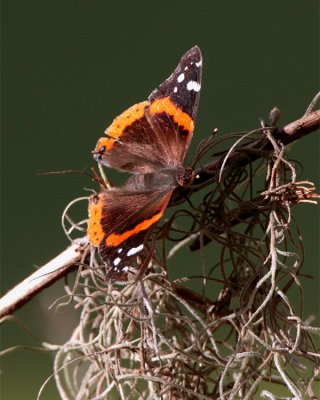 Butterfly on Marsh Rabbit Run.jpg