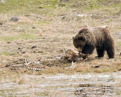 Grizzly at a Carcass.jpg