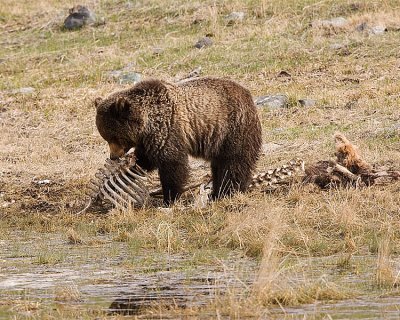 Grizzly in a rib Cage.jpg