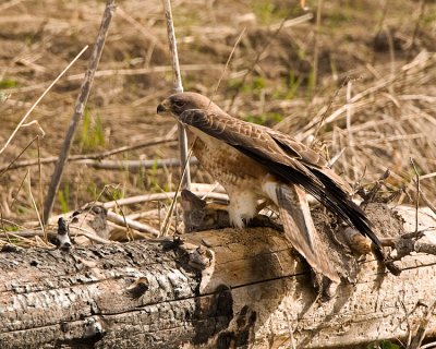 Juvenile Red Tail Hawk with a Prairie Dog at Mary Bay 2.jpg