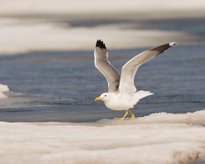 Gull at Mary Bay.jpg